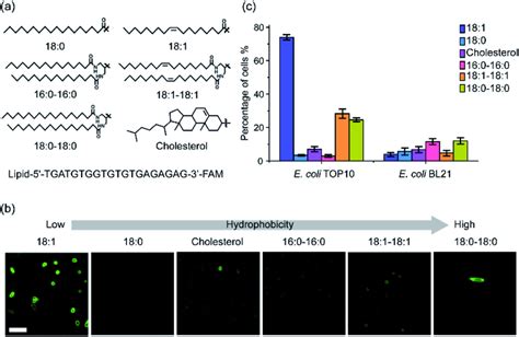 The Structures Of Lipid Dna Conjugates And Their Insertion Onto E Coli Download Scientific