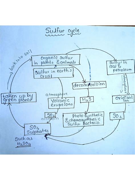 Sulfur Cycle | PDF