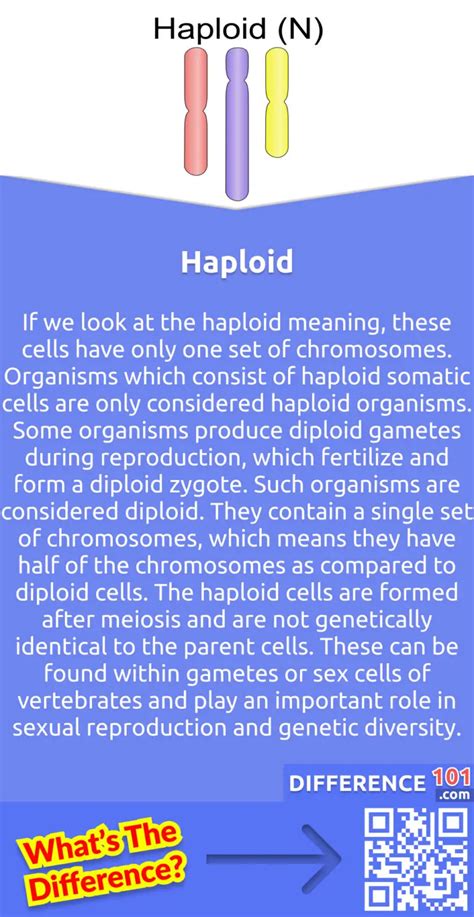 Diploid Vs Haploid 6 Key Differences Pros Cons Examples