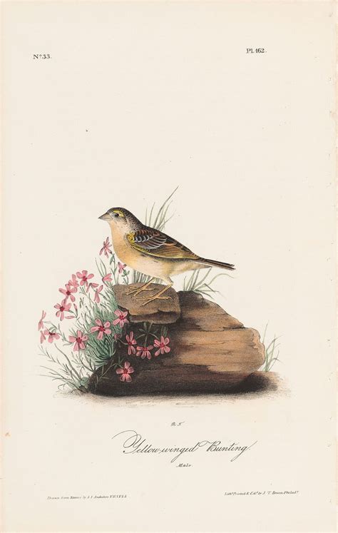 Audubon 1st Ed Octavo Pl 120 House Wren 1st Edition Octavos