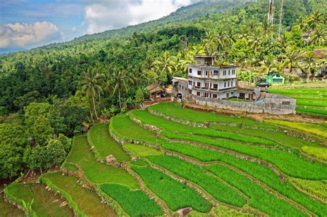 Gambar Teras Perkebunan Dataran Tinggi Stasiun Bukit Pemandangan