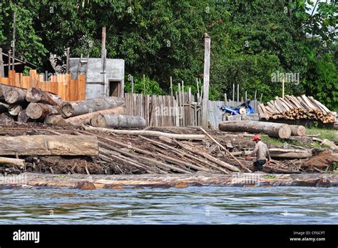 Logging In The Amazon Basin Stock Photo Alamy