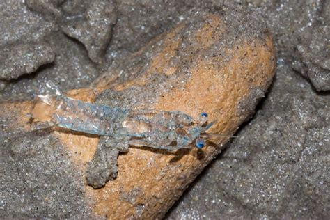 Crab Zoea Larvae on the Beach Stock Photo - Image of sand, africa ...