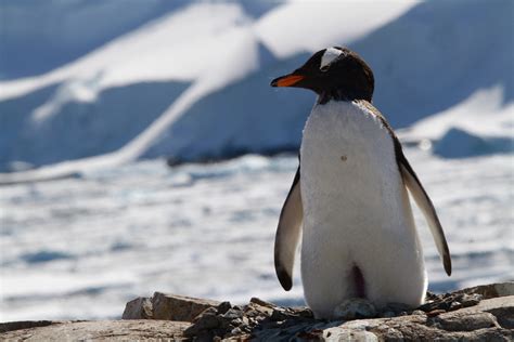 Gentoo Penguin | two in the blue