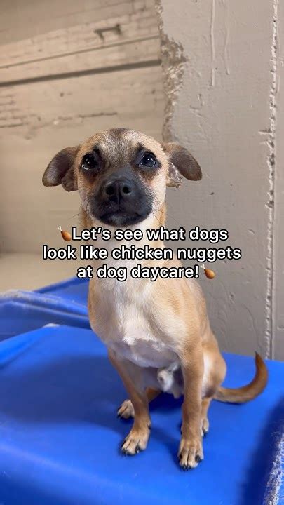 Lets See What Dogs Look Like Chicken Nuggets At Dog Daycare Pets