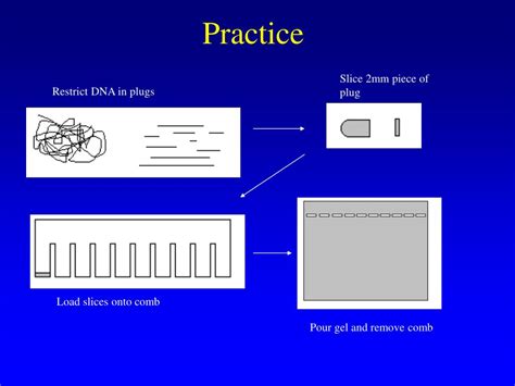 Ppt Pulse Field Gel Electrophoresis Pfge Explanation Powerpoint Presentation Id 298245