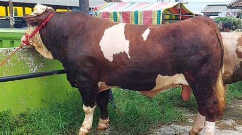 Transfer Sapi Ton Lembu Bengolo Bikin Geger Pasar Grabag Magelang