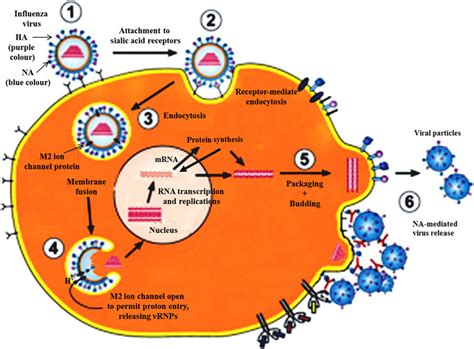 Influenza Virus Life Cycle Animation