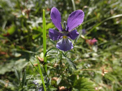 Viola Tricolor Violaceae Image 53626 At PhytoImages Siu Edu