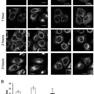 Stress Granules Must Complete Formation Before Dispersal HeLa Cells