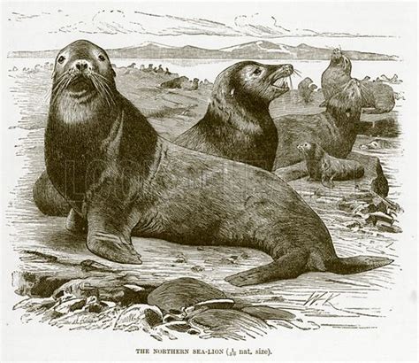 Northern Sea Lion Stock Image Look And Learn