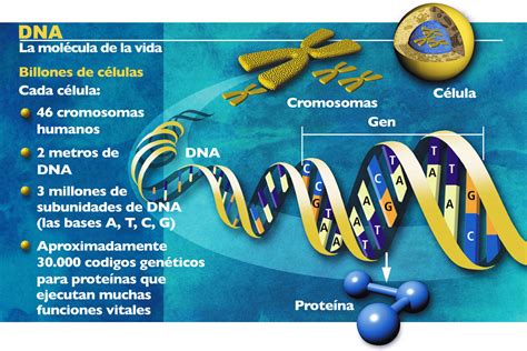 El Proyecto Genoma Humano Ciencias Naturales Online