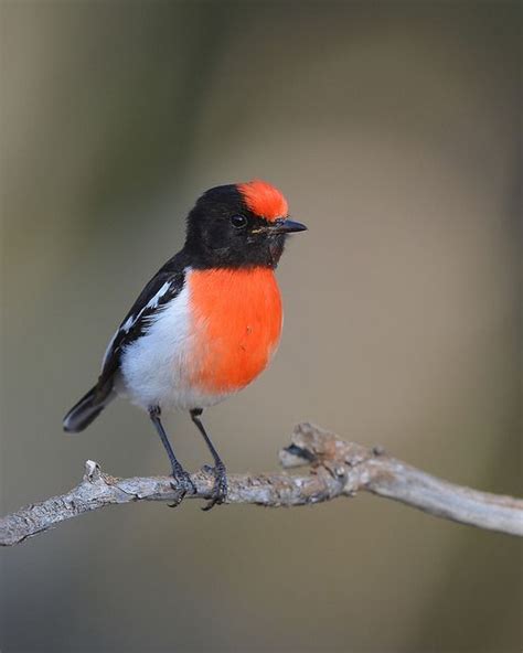 The Red Capped Robin Petroica Goodenovii Is A Small Passerine Bird