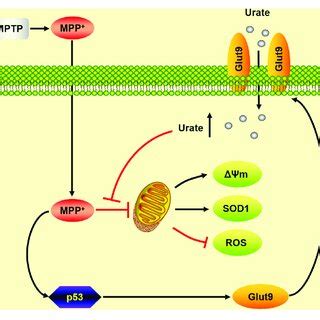 A Schematic Diagram Of The Mechanism Underlying The Neuroprotective