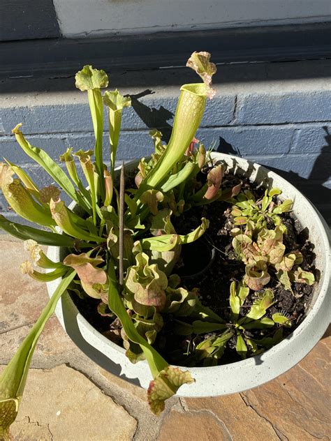 My Bog Pot Got To Go To School Today Show And Tell For A Preschool