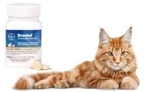 Drontal For Cats Dosage Chart - 8 Safe Serving Tips