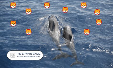 The Crypto Basic On Binance Feed Whales Going Mad At Shiba Inu