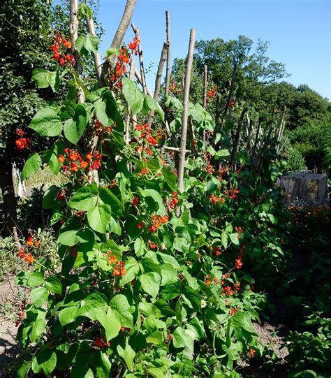 Scarlet Runner Bean Multiflora Bean Mix Seeds Phaseolus Coccineus