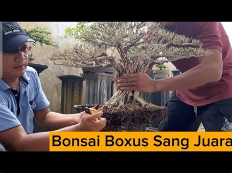 Bonsai Boxus Jumbo Sang Juara YouTube