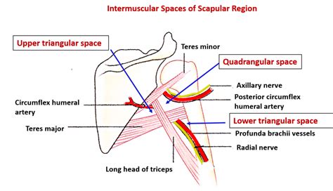 Posterior Arpetures Diagram Quizlet