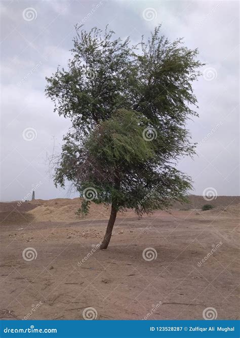 Babool Tree, Known As Gum Arabic Tree, Babul, Thorn Mimosa, Vachellia Nilotica, Satara Stock ...