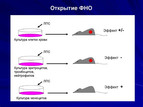Канцерогенез. Свойства канцерогенов - презентация онлайн