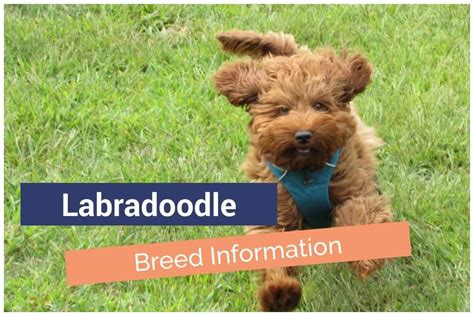 Labradoodle Breed Information | Poodle Mix World