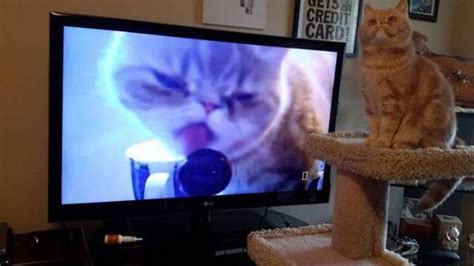 Funny Pictures Vol.1080 - Barnorama