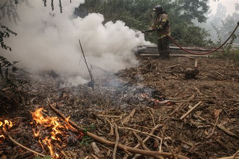 Se Puede Recuperar El Ecosistema Tras Un Incendio Forestal Esto Es Lo