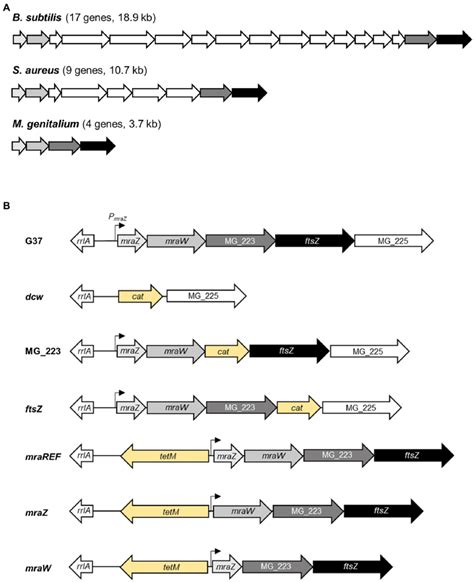 Overview Of The Dcw Gene Cluster Organization In Selected Bacteria