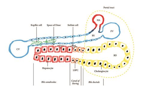 Cellular Mechanisms Of Liver Regeneration And Cell Based Therapies Of