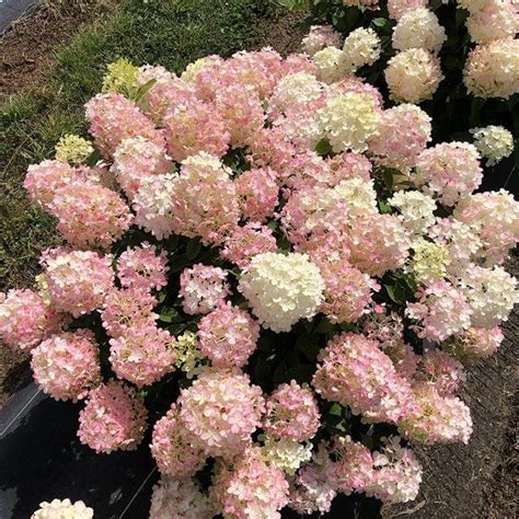 Fire Light Tidbit® Hydrangea For Sale At Maples N More Nursery