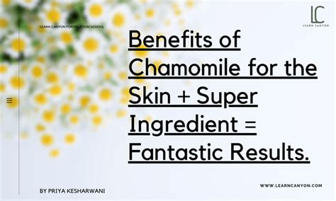 50 Unbelievable Benefits Of Chamomile You Must Know 2023