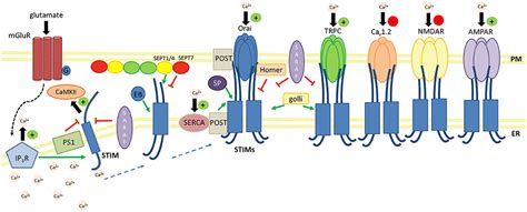 Frontiers Target Molecules Of Stim Proteins In The Central Nervous System