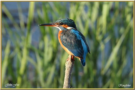 Kingfisher John Foss Greaghnafarna Ballinaglera Ireland Leitrim