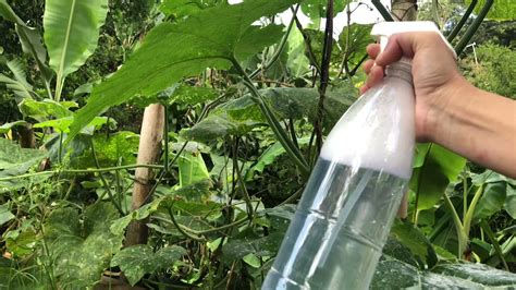 Cómo hacer un INSECTICIDA CASERO PARA PLANTAS solo con JABÓN y agua