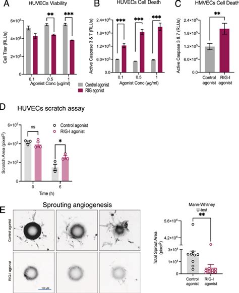 Thymidine Phosphorylase Facilitates Retinoic Acid Inducible Gene I