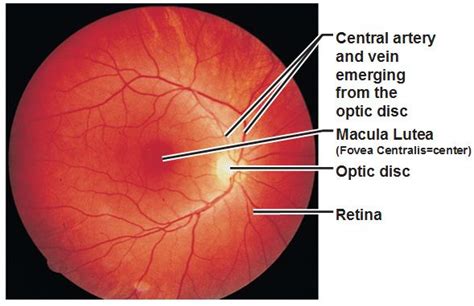 What The Eye Doctor Sees Macular Lutea And Fovea Centralis And Optic