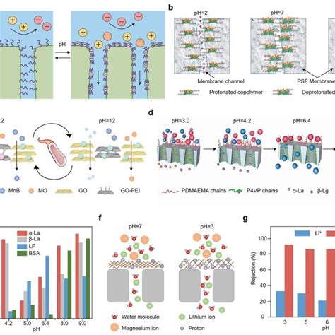 Electrostatic Repulsion Of The Ph‐responsive Membrane A Schematic