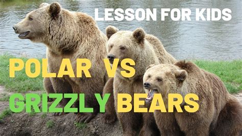 Polar Bears Vs Grizzly Bears The Difference Between Polar Bears And