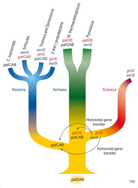 Phylogenetic Distribution Of The Indirect And Direct Pathways Of Amide