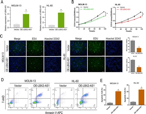 Lncrna Lbx As Inhibits Acute Myeloid Leukemia Progression Through Mir