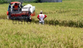 Petani Memanen Padi Menggunakan Mesin Potong Modern Datatempo