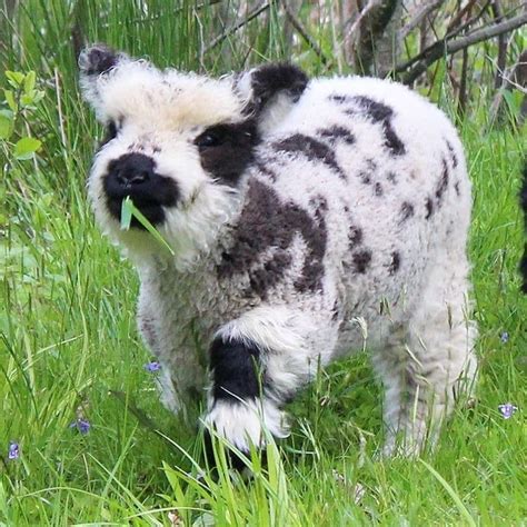 Fluffy Cows