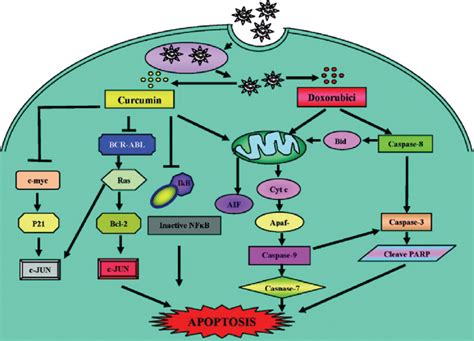 Schematic Representation Of Different Apoptotic Pathways Induced By