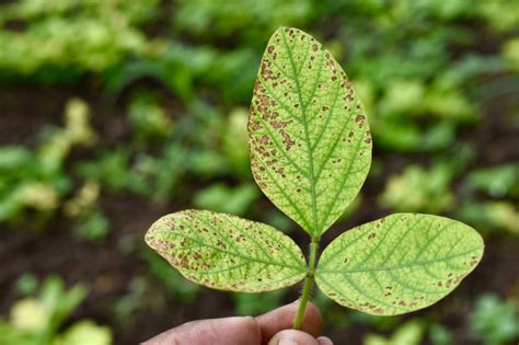 Germinación de la soja Huerto en casa