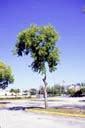 Raising Canopy Pruning Landscape Plants Edward F Gilman UF IFAS