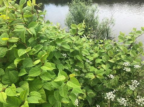 Japanese Knotweed Removal Surveys Devon Cornwall Bristol Somerset