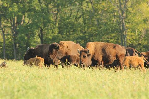 Regenerative Grazing How Sustainable Livestock Management Restores