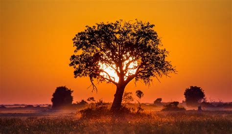 Hechos Sobre La Sabana Africana Naturaleza